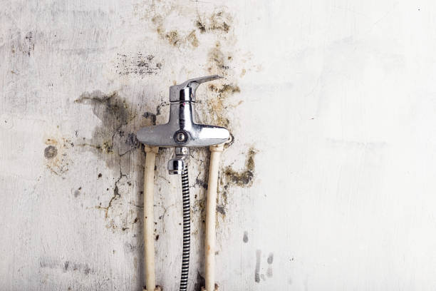 Trusted Mount Pocono, PA Mold Removal Experts