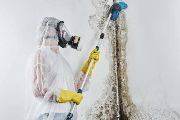 Best Mold Removal and Inspection  in Mount Pocono, PA
