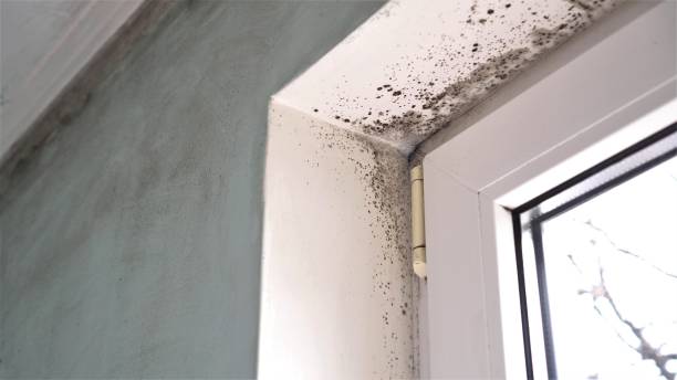 Best Residential Mold Removal  in Mount Pocono, PA