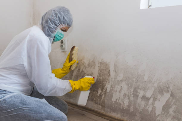 Best Toxic Mold Removal  in Mount Pocono, PA