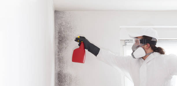 Best Same-Day Mold Removal  in Mount Pocono, PA