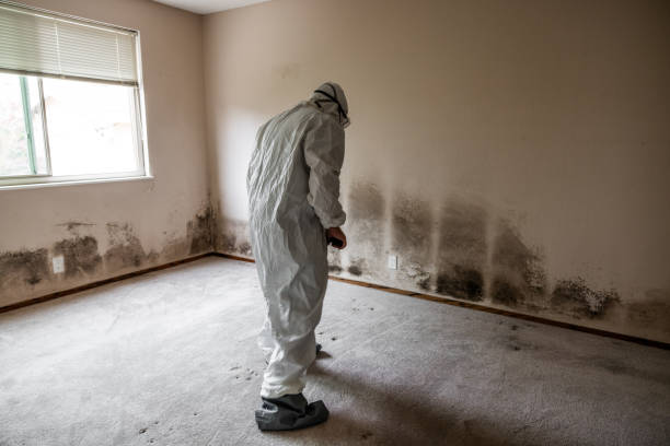 Crawl Space Mold Removal in Mount Pocono, PA