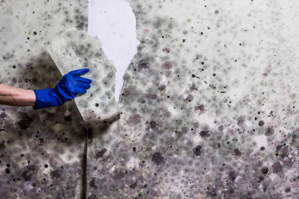 Best Mold Damage Repair  in Mount Pocono, PA