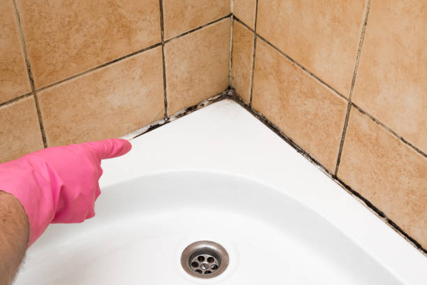 Best Fast Mold Removal  in Mount Pocono, PA